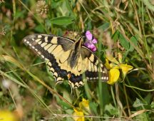 01 saugt an Heidenelke